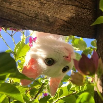 HaysLeira's profile picture. It's just an trash Akaunt. Don't expekt anithing Happen here. Just go. Shos
I am over 18 = So no minors. Pls.
Maybe Art somtiems.
A lot of repost atleast