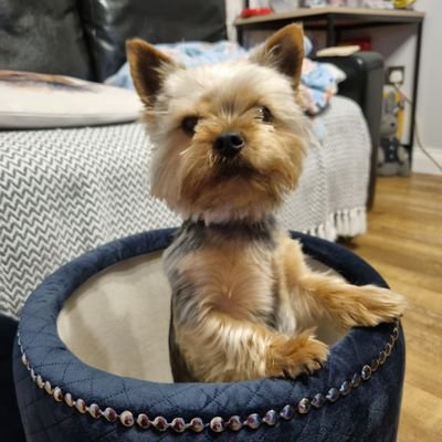 Hello! My names Alfie! I'm a 2 year old Yorkie! I'm a loveable ball of fluff that wants to make some new friends!