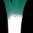 _Allium