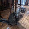 tinyminnie8's profile picture. 