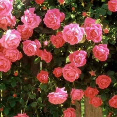 KSA_ksa_1445's profile picture. 