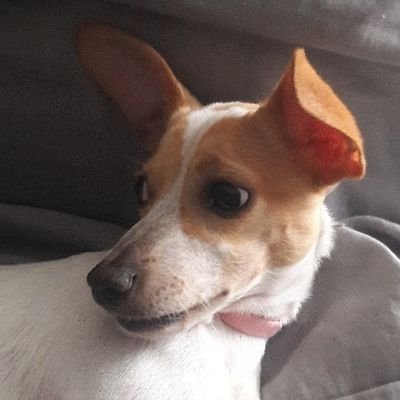 DemocracyDeb's profile picture. Fuck Trump/Vance & MAGA. Vote Harris/Walz for democracy, equal rights, social security, & health care. Vote blue up & down the ballot. 🚫No DMs🚫