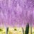 wisteria_fl0wer