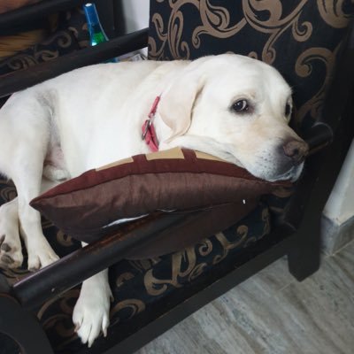 doggybooth's profile picture. Our animals deserve the World.