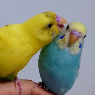 インコが可愛過ぎて、つい…
自分の為に始めました。
どこのお家の鳥さんたちも可愛過ぎて😍無言フォロー申し訳ありません💦
R5/2/27生まれの二羽