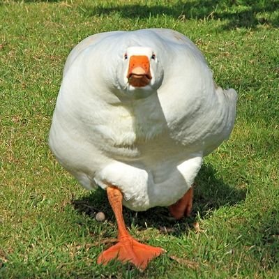 oanukon's profile picture. 