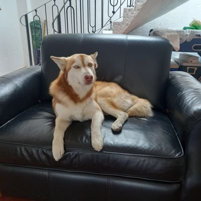 misterboker's profile picture. no soy fabrica, pero fabricó cocinas 
y closets y más