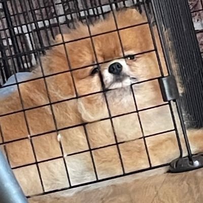 clea555's profile picture. ポメラニアン♂とブリーダー繁殖引退犬のポメラニアン♂を飼っています。 繁殖引退犬の存在を知って貰えたら嬉しいです。将来は保護犬のボランティアをしたいです！