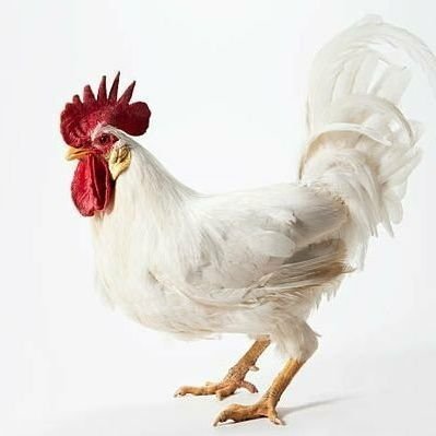 のらのささみさんのプロフィール画像