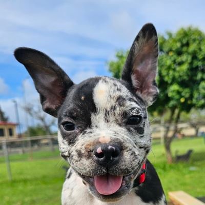 WarmApple2's profile picture. 