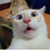 Aabis (@0xbolt) Twitter profile photo Aabis (@0xbolt) Twitter profile photo