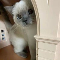 zea❄️ (@lvr4_zea) 's Twitter Profile