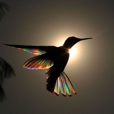 JoeyTwoMiles's profile picture. democracy is dying in broad daylight