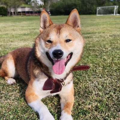 Shiba Gangnam Style