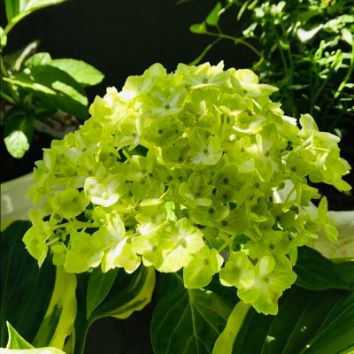 心穏やかに豊かに生きる。主婦。娘は大学院生。緩〜く花壇作りしてます。草花大好き🌱ピアノは基礎程度。焦らずぼちぼち進みます。エレクトーン経験有り。Twitterのルールに疎い為失礼があるかもしれませんがお許しください🙏