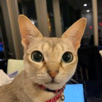 ใญใใ ใใ (@nekodaone1234) 's Twitter Profile Photo ใญใใ ใใ (@nekodaone1234) 's Twitter Profile Photo