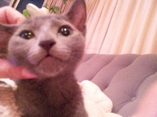 thebigblue312's profile picture. 