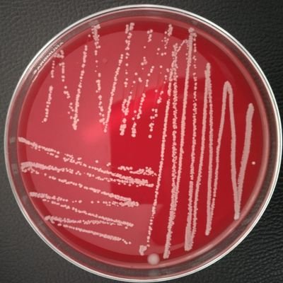 labtech_glm's profile picture. 