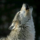 Deborah Rolfe - @Wolfpupps - Twitter