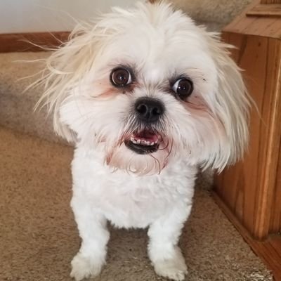 A simple man promoting Truth and Freedom and Shih Tzu's