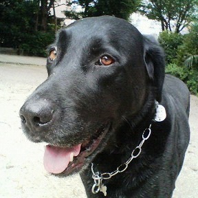 sonodato's profile picture. 株の塩漬屋