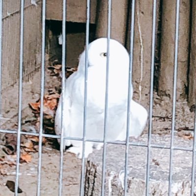 さぶたうぃんさんのプロフィール画像