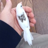 たーはい (@multiple_tiles) 's Twitter Profile
