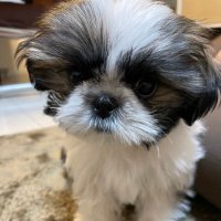 ここ (@cocochan__lov) 's Twitter Profile