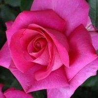 MindPower (@mpowerkp) 's Twitter Profile