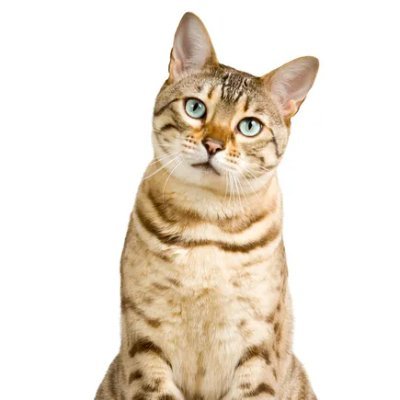 AbhishekKaushi's profile picture. 