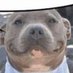 paw (@garnetsgemss) Twitter profile photo paw (@garnetsgemss) Twitter profile photo