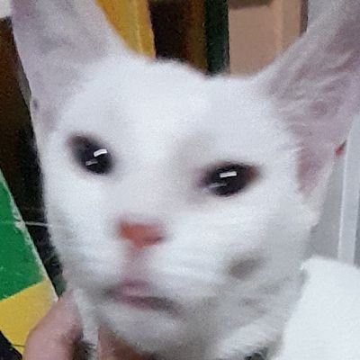 HaninAttaqy's profile picture. kyknya gw suka kucing deh...