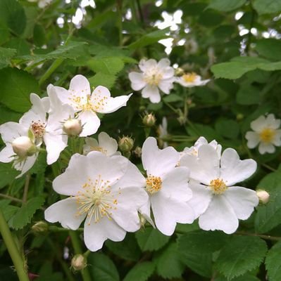 rosamultiflor11's profile picture. バラと風とピアノを愛しています
語りませんが♥押させていただきます