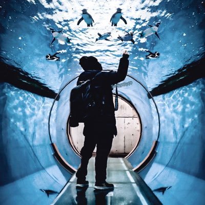 ■ペンギン🐧と海獣と人の素敵な世界🐠 /水中ペンギンを特に撮り 鯨類も好きな人が撮る /ほぼほぼペンギン写真人(あくまで趣味です) /書籍【水族館人】制作協力/ペンぎょ展出展 /フォトコン受賞経験あり/趣味写真の人/無断使用転載禁止 👉タグ #水族ら部 #水族館好きと繋がりたい