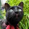 chamodanro's profile picture. 2020年6月2日飼育放棄寸前の生後推定8週の黒猫を迎え人生初の猫飼い。2025年6月25日推定9週のタビー姉妹をお迎え。在欧長し。猫以外の事も呟きます。無言フォローすみません。勧誘系、エロアカ等はブロックします