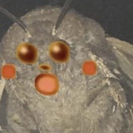 looneymoonyy's profile picture. meow