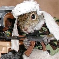 Terrorist Squirrel (@osamabinnibble) 's Twitter Profile