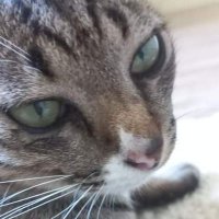 kiωitaneꔛ✜* (@kiwi_kawita) 's Twitter Profile Photo