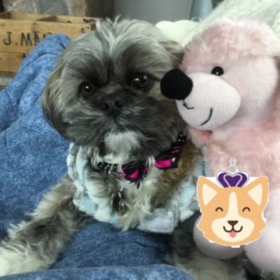 Be brave Be happy Be kind 2/19/06-02/21/17  tweets about Cedar 🐶 and Momma & Dad shenanigans 👫 if X implodes look for us cedarshihtzu@bsky.social #tzukingdom