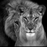 eeelaure's profile picture. INFJ-T
