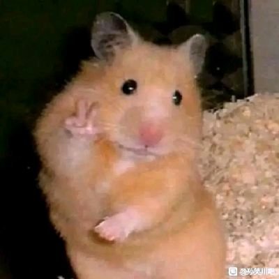 Timppdd's profile picture. 