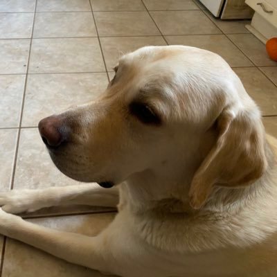 My name is Ed. @mladan and @suzannlewislad are my care givers. they love me! DNA says I am 100 percent Labrador. I was rescued Aug. 2018 at about 1.5 yr old