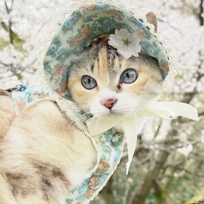 💕I'm happiest when I'm eating delicious food💕🫃I love cats love dogs🐈⬛( 🐕*´꒳`*)
