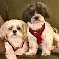✝️Daisy🇺🇸 (@torch34301) 's Twitter Profile