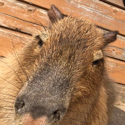 1inu5wan's profile picture. 2022〜色々勉強しながらの挑戦です😊 許可取得済み✨ 無言フォロー失礼致します🙇‍♂️