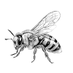 Bee Removal NC (@beeremovalnc) Twitter profile photo Bee Removal NC (@beeremovalnc) Twitter profile photo