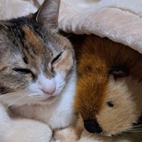 ひなた (@hinatacats07) 's Twitter Profile Photo ひなた (@hinatacats07) 's Twitter Profile Photo