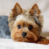 Uhafij (@uhafij1) 's Twitter Profile