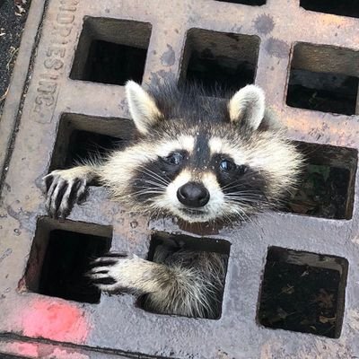AnarchistRacoon Profile Picture