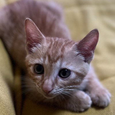 xiangzhai's profile picture. Good Morning Cat